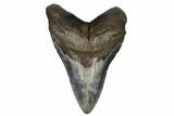 Fossil Megalodon Tooth - Huge Meg Tooth #182964-1